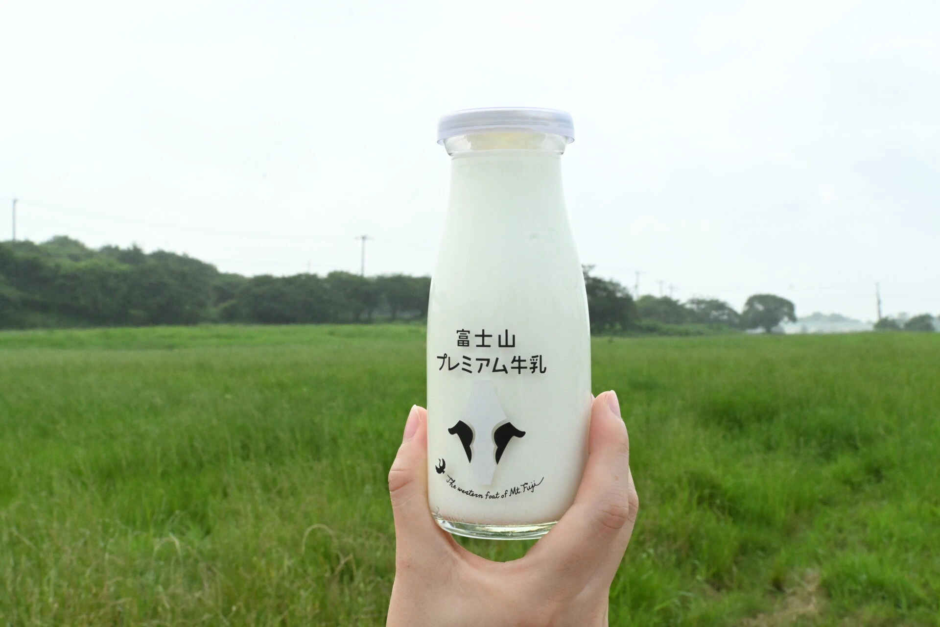 牛乳植物　カーリー　迦梨女神　子株活着済 ホームページ特選品