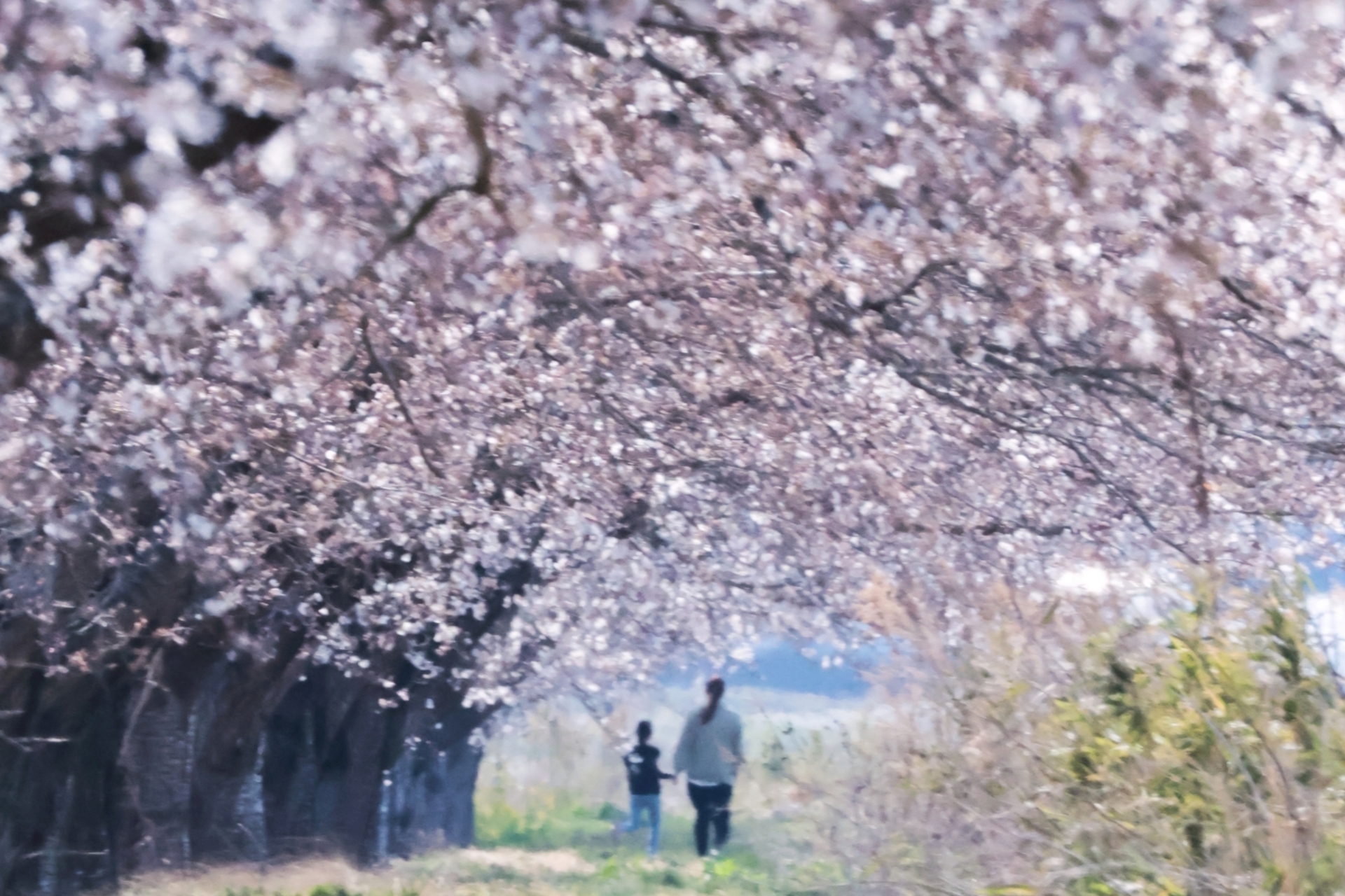 春 不調 自立神経 桜